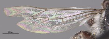Media type: image;   Entomology 15720 Aspect: Wing hind